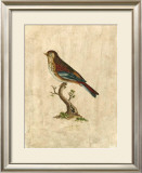Buy Selby Birds IV at AllPosters.com