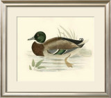 Buy Morris Ducks I at AllPosters.com