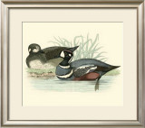 Buy Morris Ducks IV at AllPosters.com
