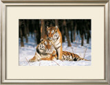 Buy Tigres at AllPosters.com