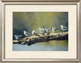 Out on a Limb, White Winged Terns