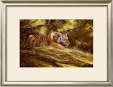 Buy Tiger Resting at AllPosters.com
