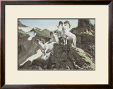 Buy Dall Sheep at AllPosters.com