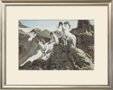 Buy Dall Sheep at AllPosters.com