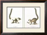 Buy Lemurs at AllPosters.com