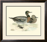 Buy Morris Ducks III at AllPosters.com
