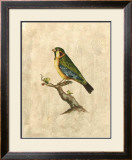 Buy Selby Birds II at AllPosters.com