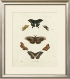 Buy Butterflies III at AllPosters.com