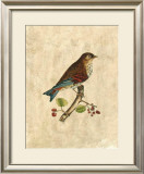 Buy Selby Birds III at AllPosters.com