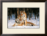 Buy Tigres at AllPosters.com