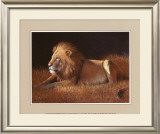 Majestic Lion