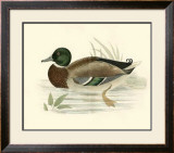 Buy Morris Ducks I at AllPosters.com