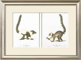 Buy Lemurs at AllPosters.com