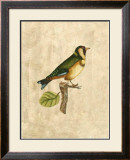Buy Selby Birds I at AllPosters.com