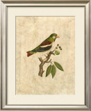 Buy Selby Birds V at AllPosters.com