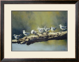 Out on a Limb, White Winged Terns