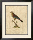 Buy Selby Birds IV at AllPosters.com