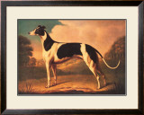 Buy English Greyhound at AllPosters.com