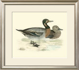 Buy Morris Ducks III at AllPosters.com