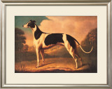 Buy English Greyhound at AllPosters.com