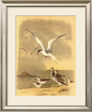 Coastal Dwellers I