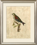 Buy Selby Birds VI at AllPosters.com