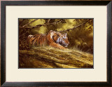 Buy Tiger Resting at AllPosters.com