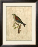 Buy Selby Birds VI at AllPosters.com