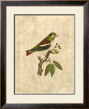 Buy Selby Birds V at AllPosters.com