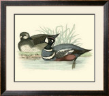Buy Morris Ducks IV at AllPosters.com