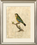 Buy Selby Birds II at AllPosters.com