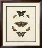 Buy Butterflies III at AllPosters.com