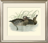 Buy Morris Ducks II at AllPosters.com