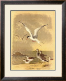 Coastal Dwellers I