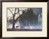 Buy Yosemite Dawn at AllPosters.com