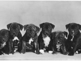 A Row of Six Puppies. Owner: Burge-Smith