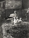 Young Storks and Parent - Baghdad, Iraq