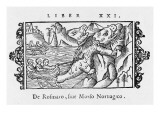Walrus Hunted by Norwegians