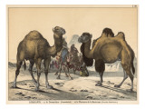 Two Types of Camel: Dromedary (Left) and Bactrian (Right)