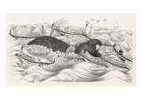 Whaling Scene in Japan