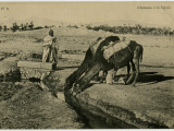 At La Segnia,(Probably in Algeria) Two Camels Kneel to Drink from an Irrigation Trench Photographic Print