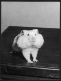 A Hamster with its Pouches Stuffed with Food
