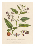 Woody Nightshade or Bittersweet or Fellowwood