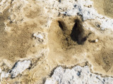 Dinosaur Tracks in the Earth Near Hondo, Texas