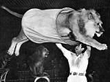 Lion Jumping Through a Tube at the Bertram Mills Circu