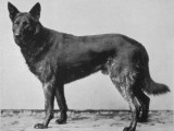 German Shepherd Beowulf