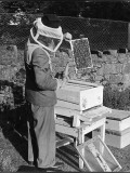 Bee Keeping - a Method of Holding a Brood Frame, When Looking for the Queen Bee