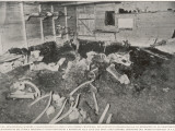 Mastodon Remains in Indiana Photographic Print