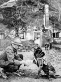 Red-Cross Dog Photographic Print