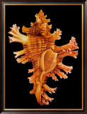 Rose Branch Murex